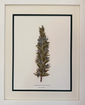 Rosmarinus Officinalis (white) image 0