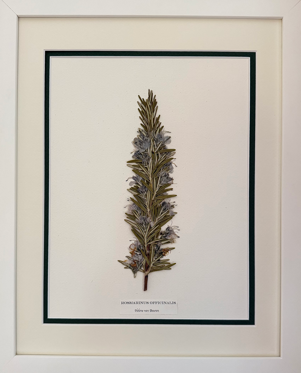 Rosmarinus Officinalis (white) image 0