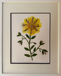 Single Yellow Bloom on Stem