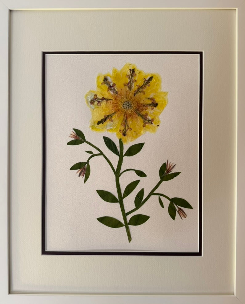 Single Yellow Bloom on Stem