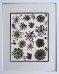 Queen Anne's Lace 2 image 0