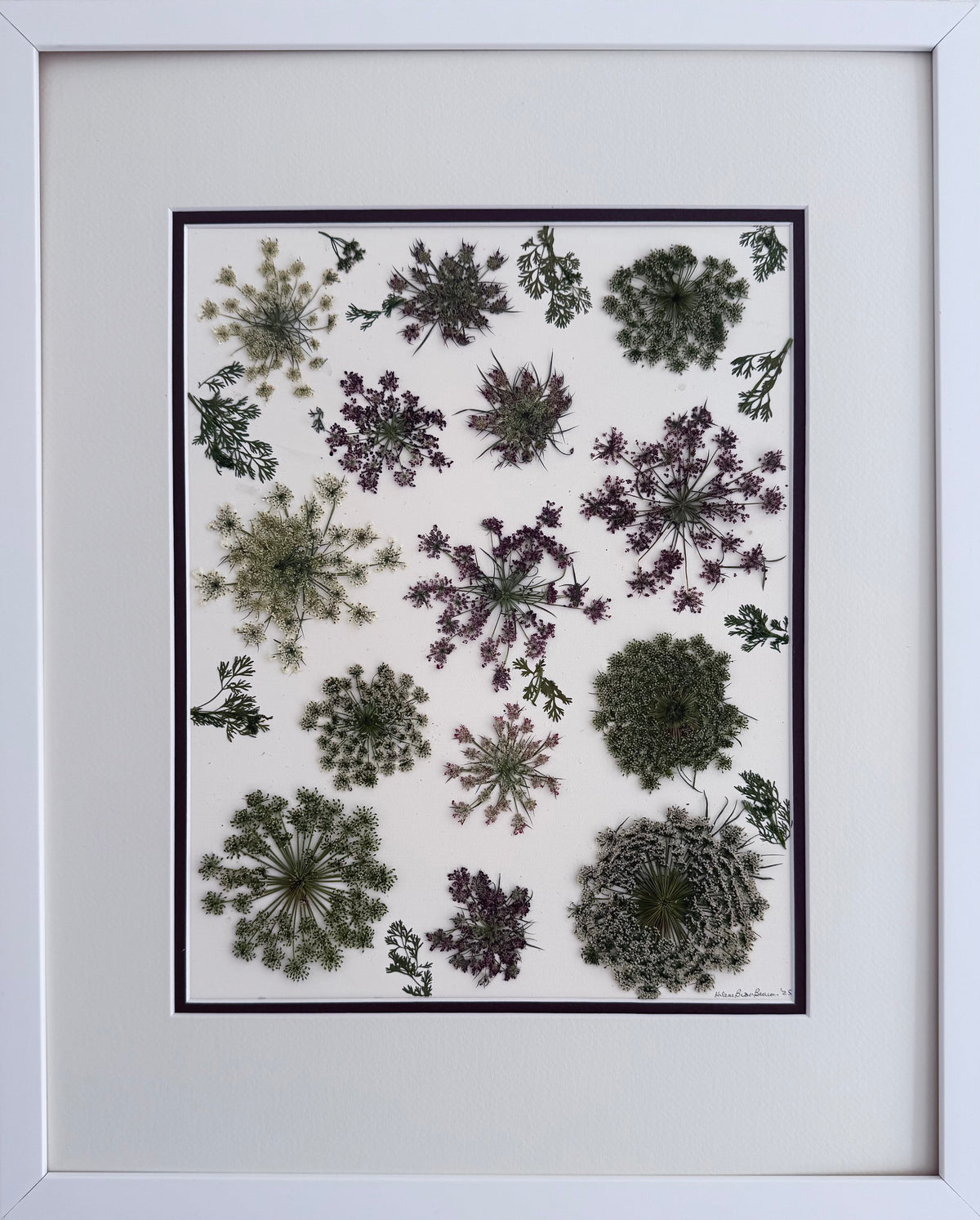 Queen Anne's Lace 2 image 0