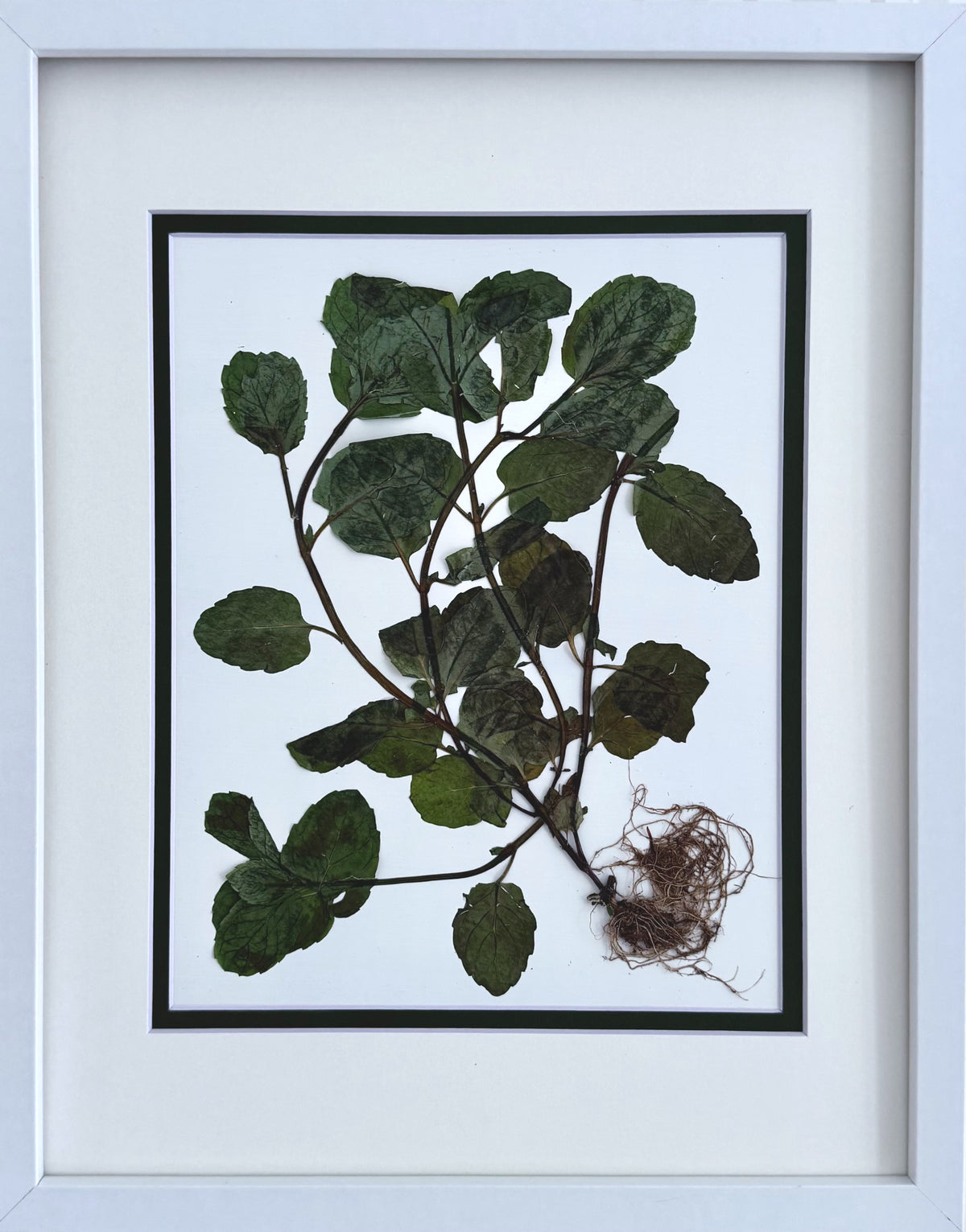 Rooted Mint image 0