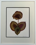 Begonia Study I image 0