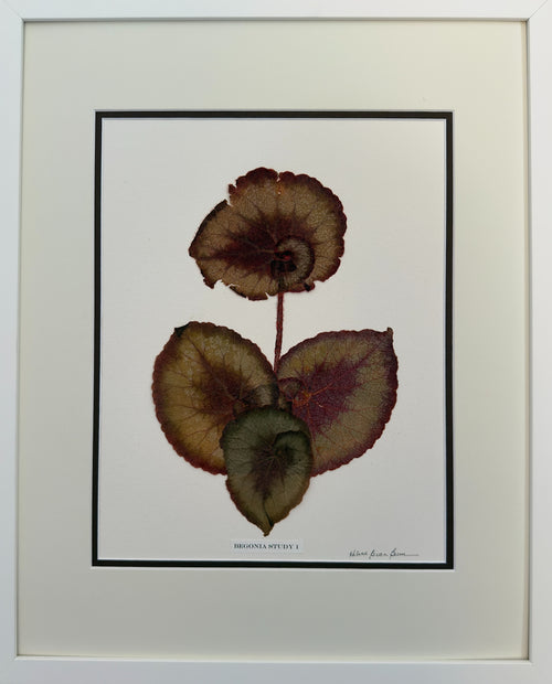 Begonia Study I image 0
