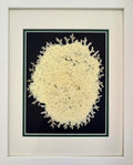 Hydrangea — Pressed Bloom on Black image 0