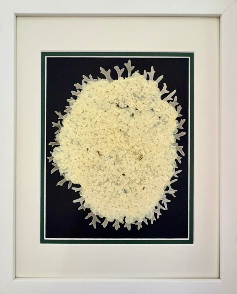 Hydrangea — Pressed Bloom on Black image 0