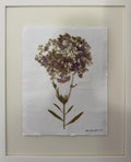 Valerian