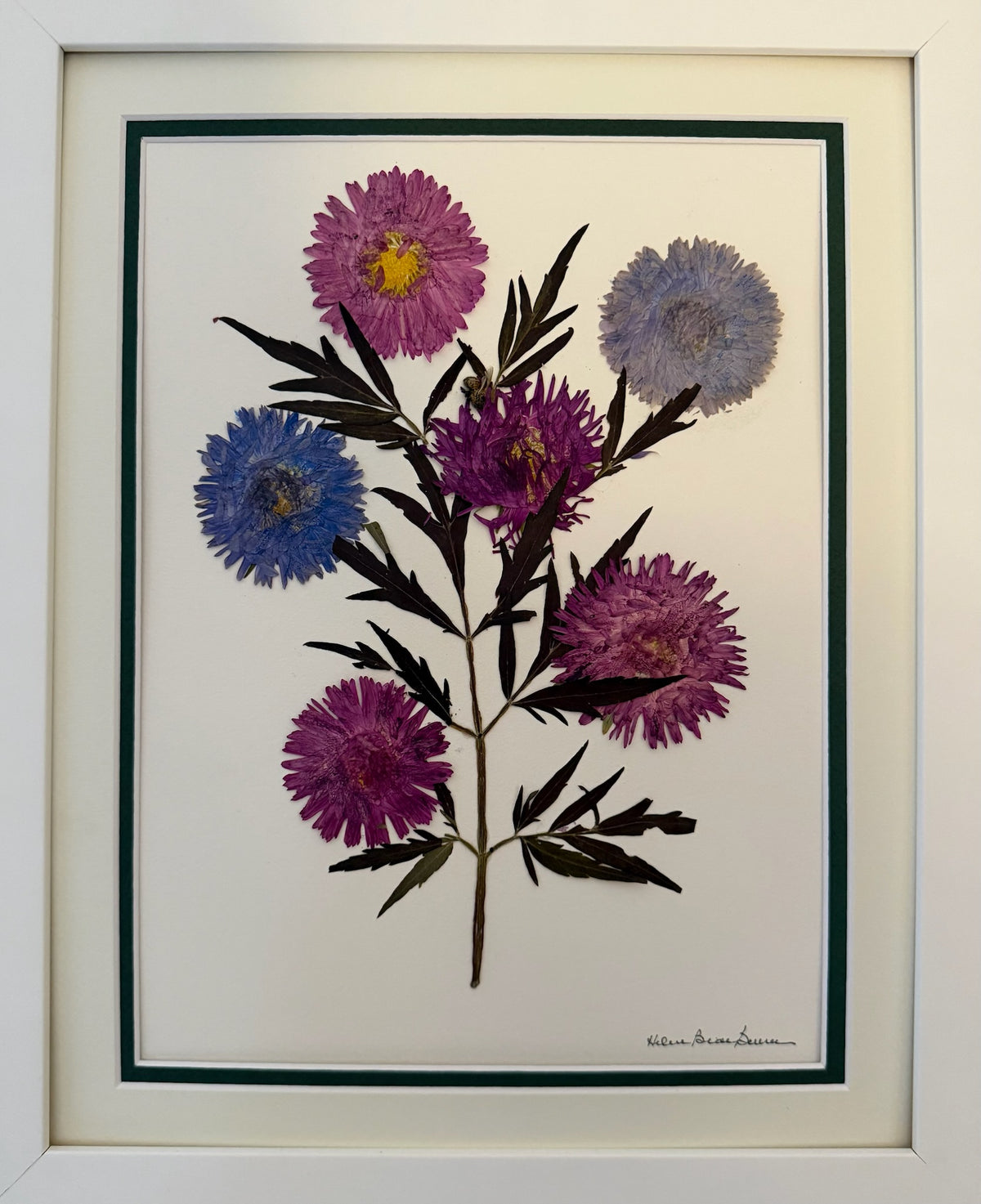 Aster Branch