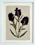 Blooming Snapdragon 2 image 0
