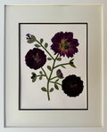 Dark Ranunculus Trio