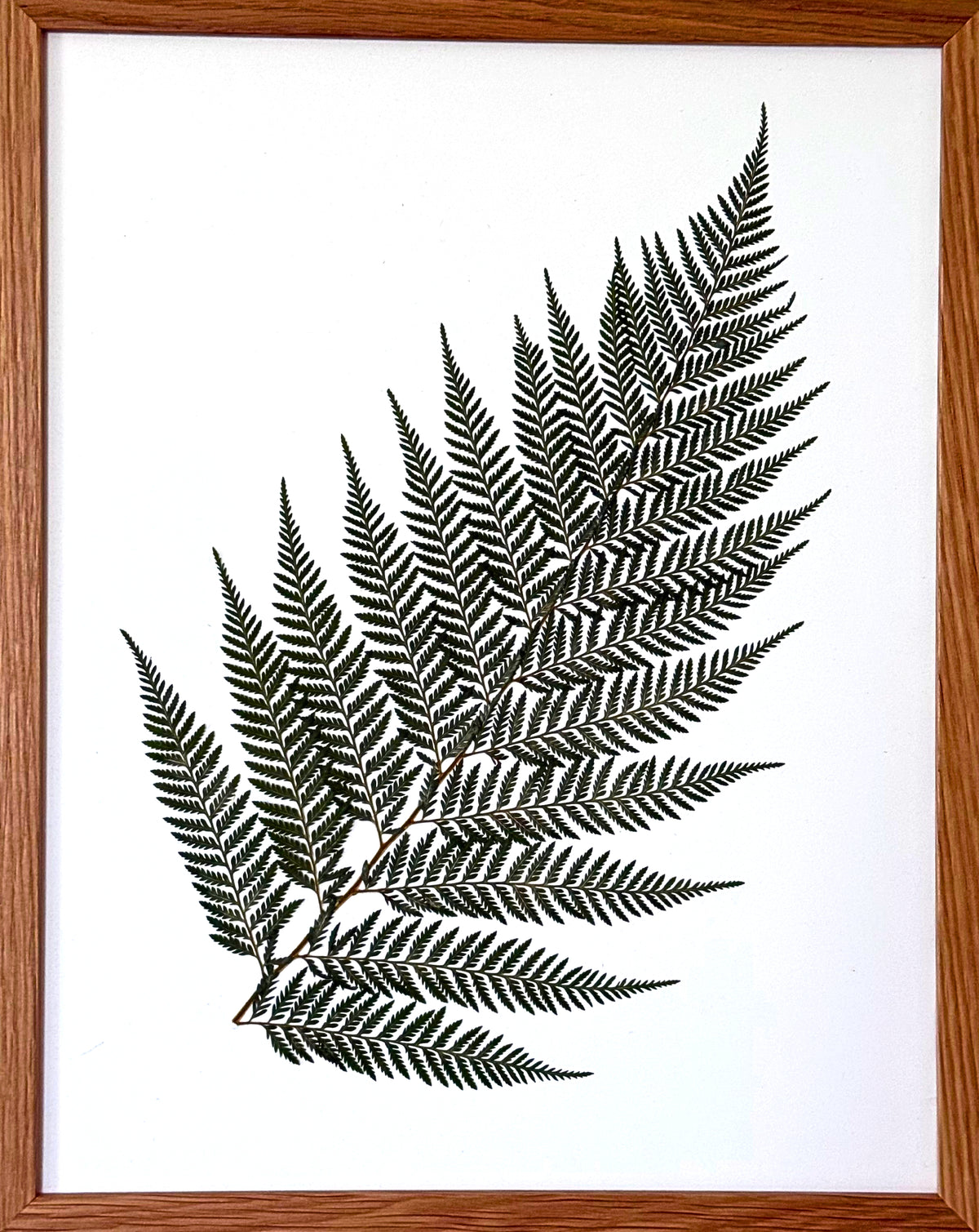 Simply Fern 2 image 0
