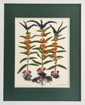 Flower Stems image 0