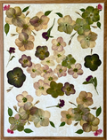 Hellebore Harmony image 0