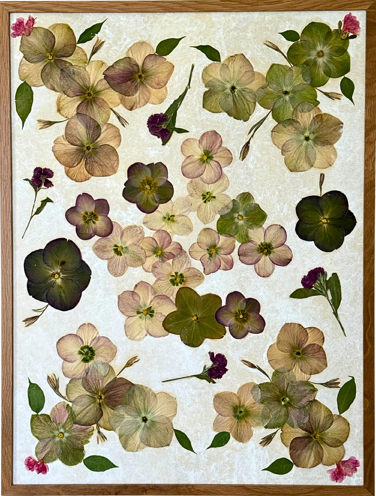 Hellebore Harmony image 0