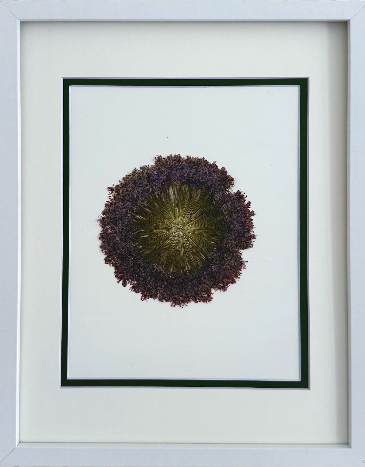 Allium image 0
