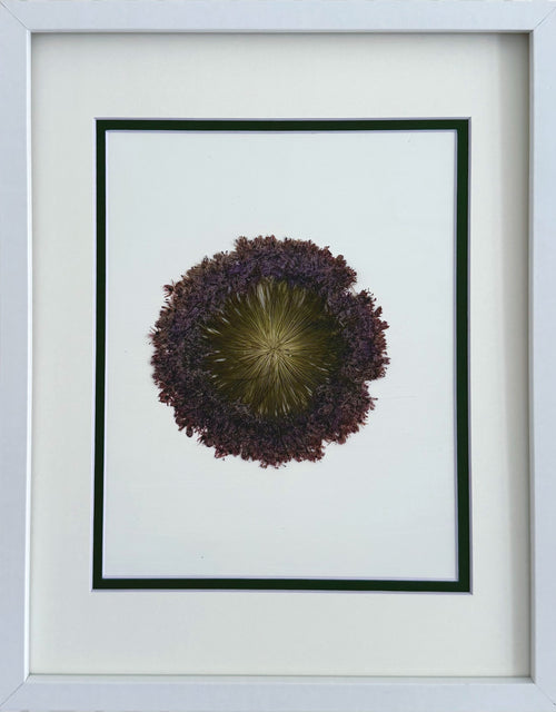 Allium image 0