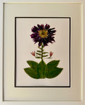 Dark Cactus Dahlia