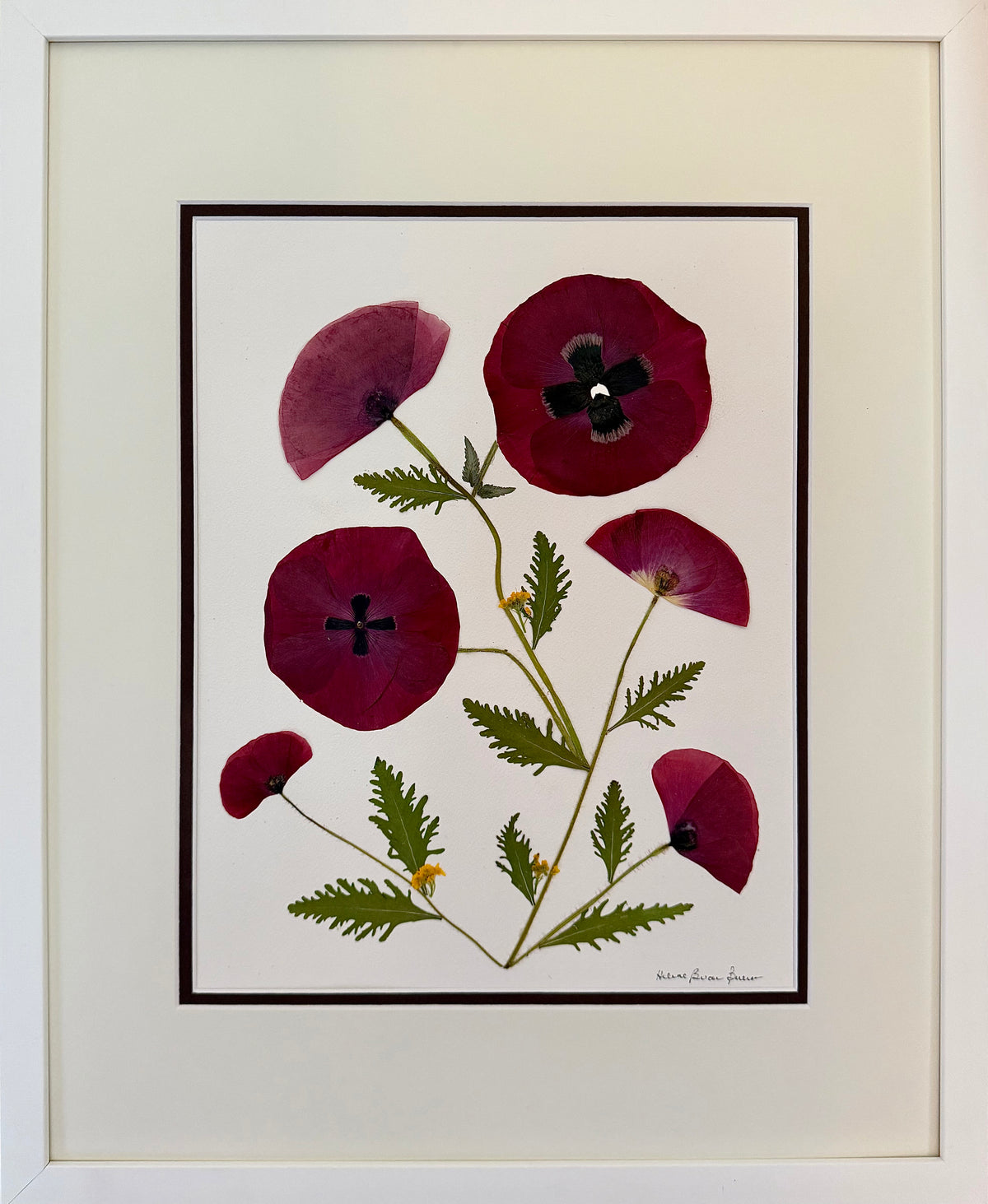 Claret Bloom