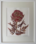 Blush Celosia & Fern Study