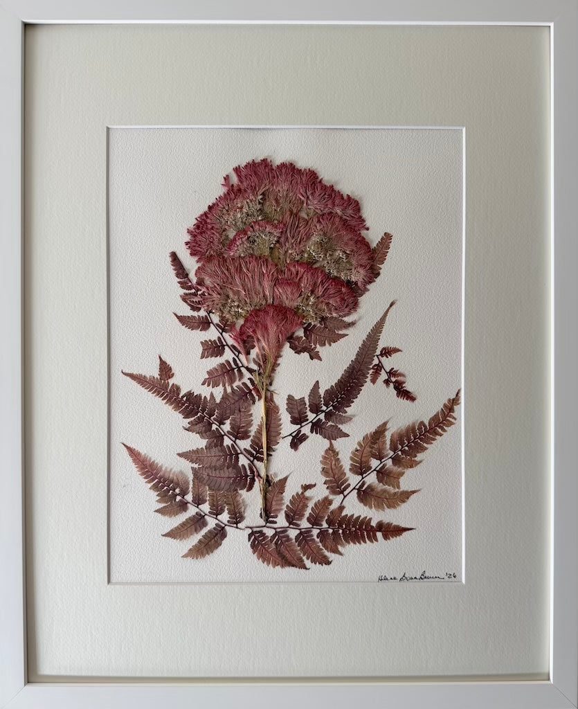 Blush Celosia & Fern Study