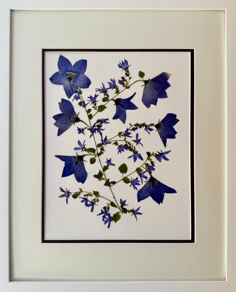 Blue Campanula Branch