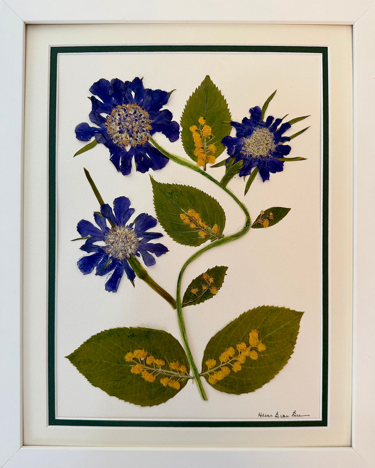 Blue Scabiosa Trio with Mimosa
