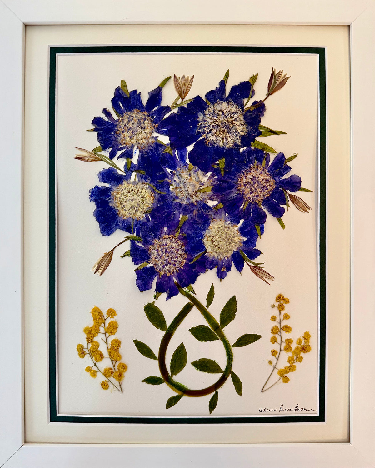 Scabiosa Bouquet