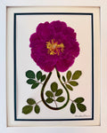 Fuchsia Peony