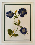 Blue Scabiosa Trio, Diagonal