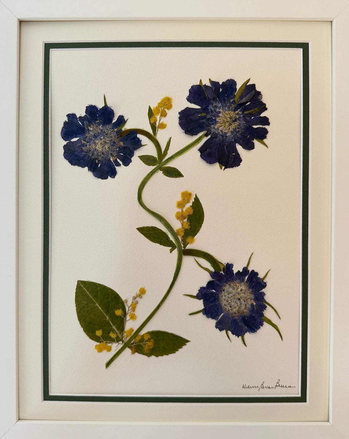 Blue Scabiosa Trio, Diagonal