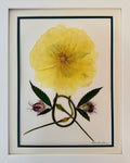 Yellow Iceland Poppy with Lupine Leaf