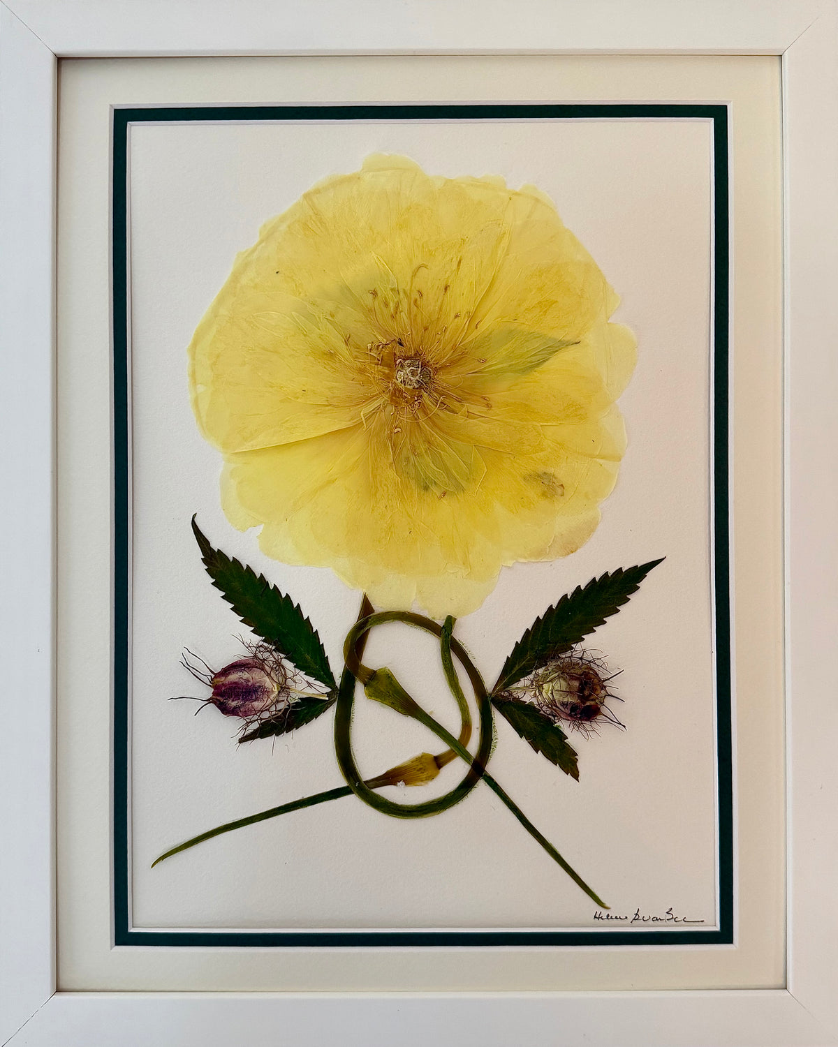 Yellow Iceland Poppy with Lupine Leaf