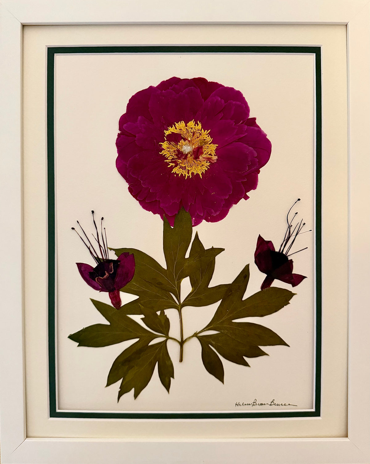 Fuchsia Peony with Budding Blooms