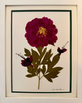 Crimson Peony with Budding Blooms