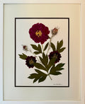 Crimson Peony 2