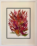 Garnet Plume Celosia