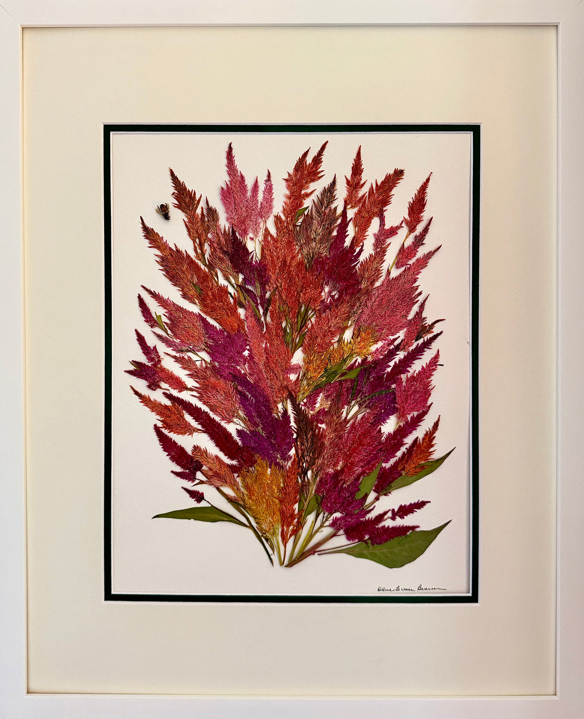 Garnet Plume Celosia