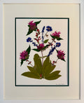 Bee Balm, Salvia & Cornflower Garden