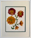 Harvest Dahlias