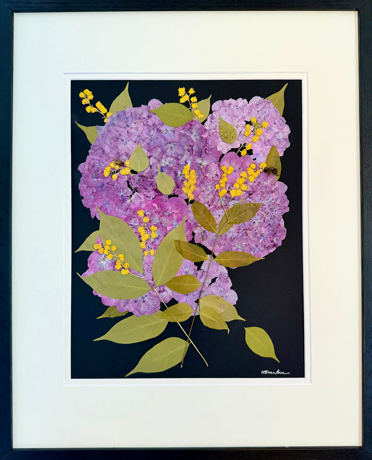 Hydrangea & Mimosa