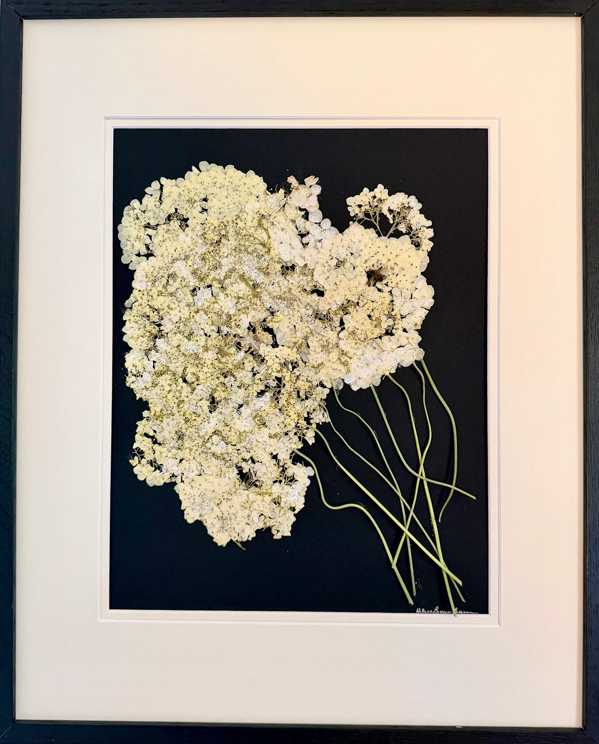 Cream Hydrangea