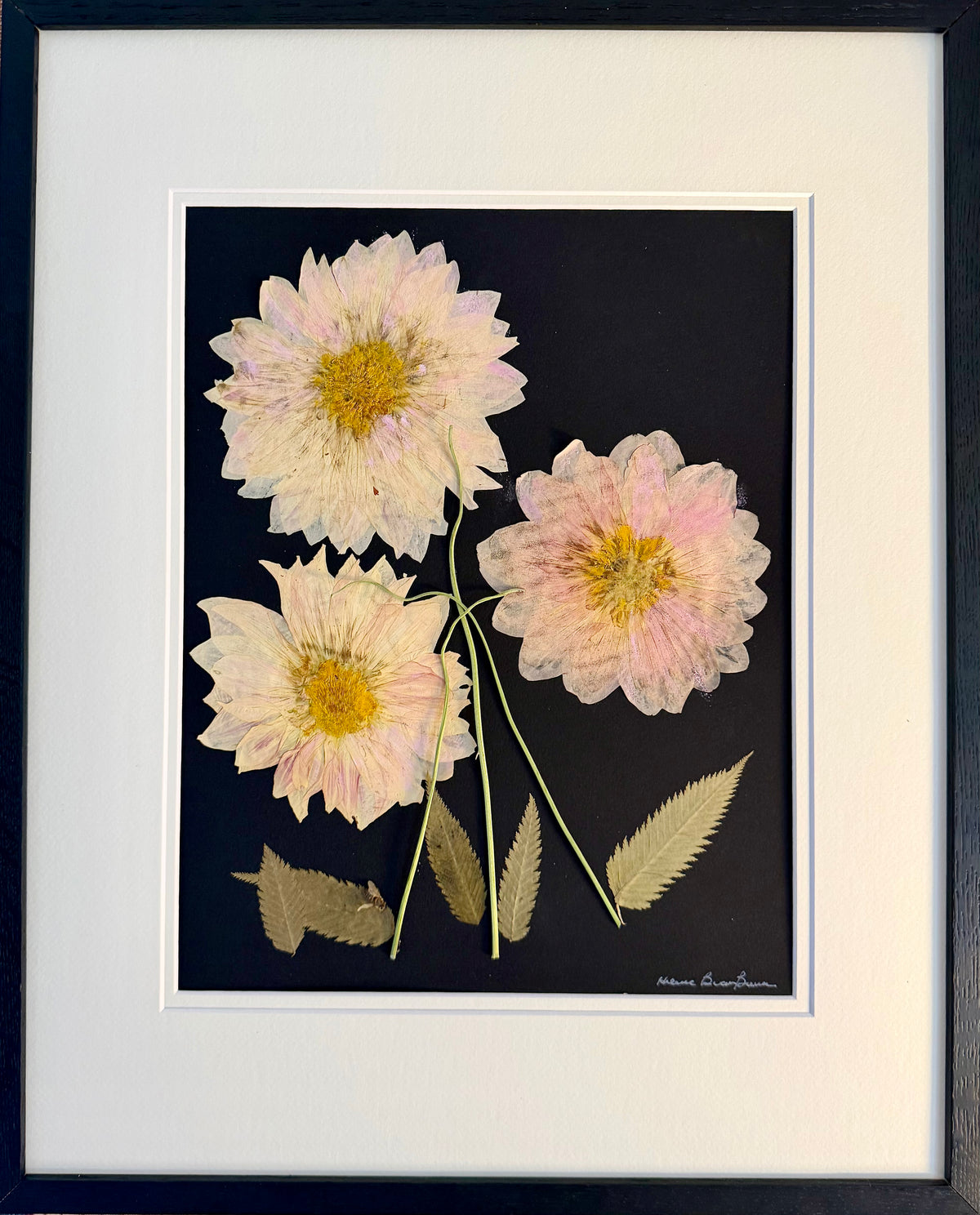 Blush Dahlias