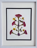 Pink Celosia Daisy image 0