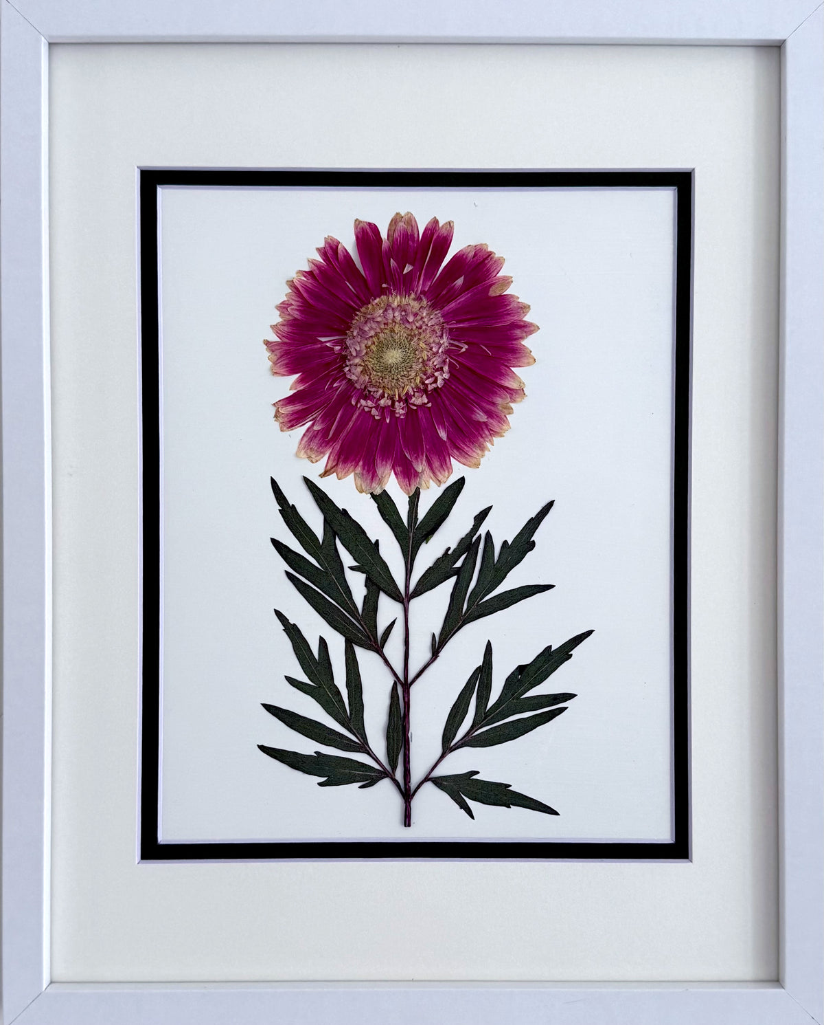 Pink Gerbera Daisy image 0