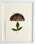 Allium 3 image 0