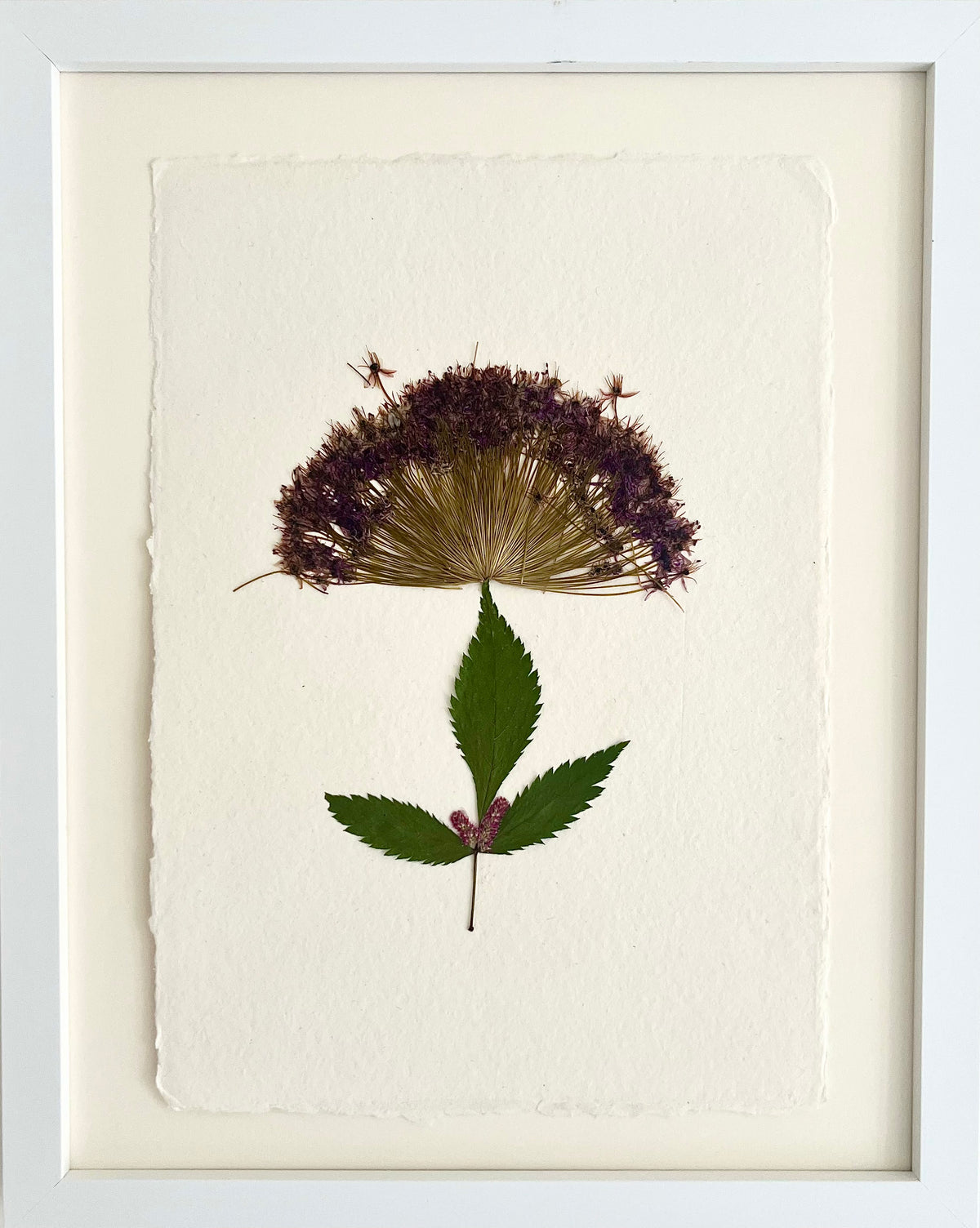 Allium 3 image 0