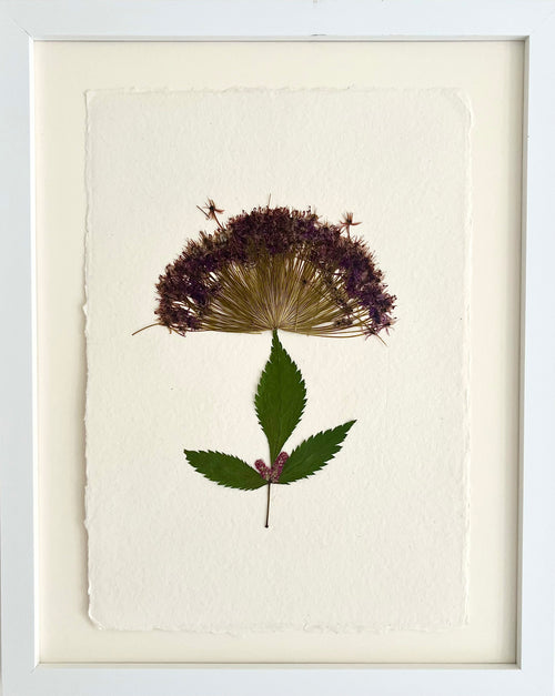 Allium 3 image 0