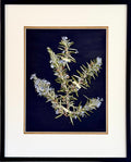 Rosemary Spring image 0