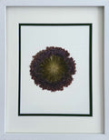 Allium 2 image 0